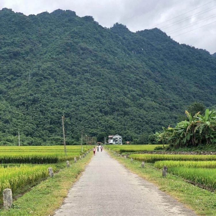 rice-field-in-mai-chau